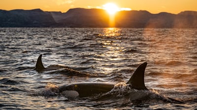 Blog-post_the-world-is-coming-apart-at-the-seams,-and-what-we-can-do-about-it-–-a-dose-of-inspiration