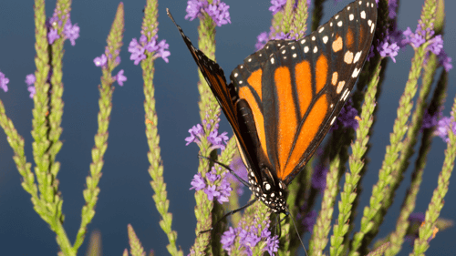 Planting the Seeds of the Future: Exploring Biocultural Diversity for Sustainability
