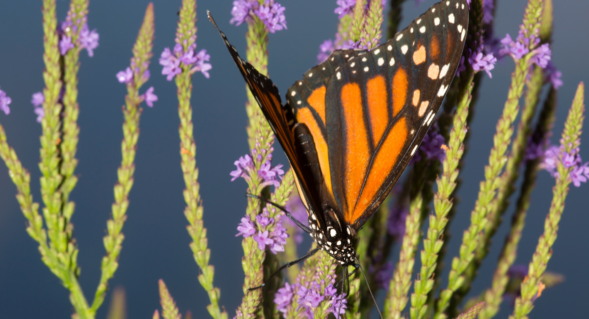 A closeup photo of a monarch butterfly landed on some blue verveine.