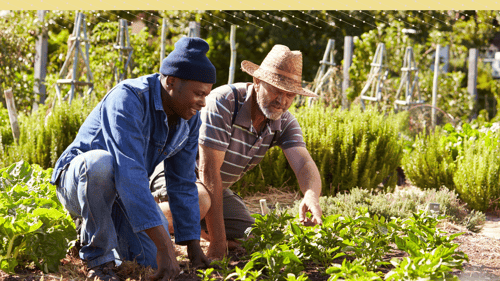 Two male presenting people gardening together