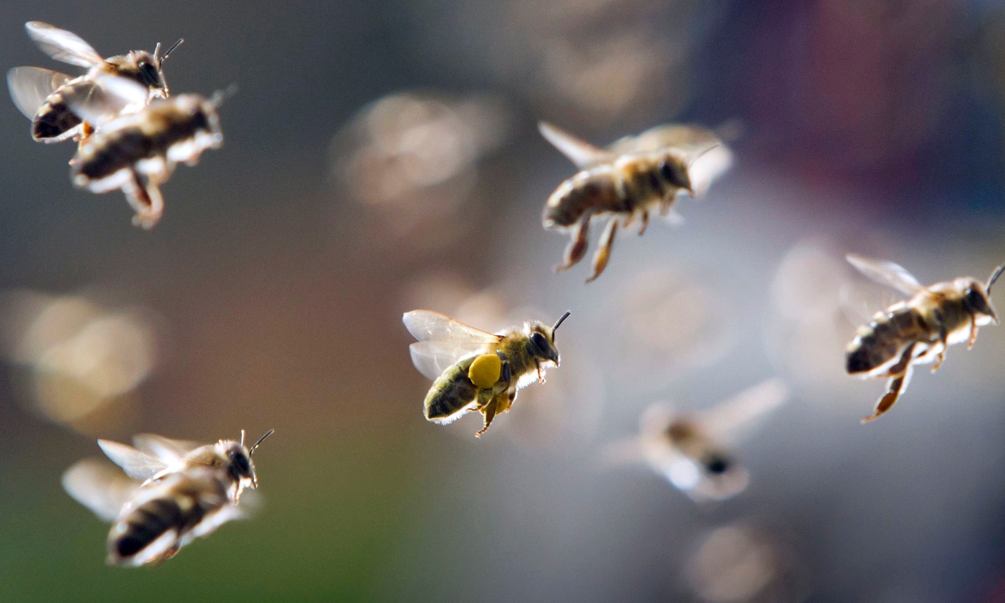 bees.jpeg
