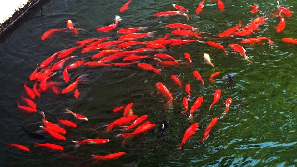 Field-note_innovative-approaches-to-reconnecting-through-community-conversations-deliberative-fishbowl