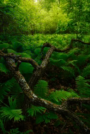Daniel Sullivan - Forest Green