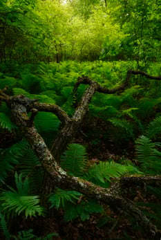 Forest Green