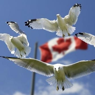 Birds flying Canada flag