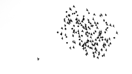 Birds flying one solo