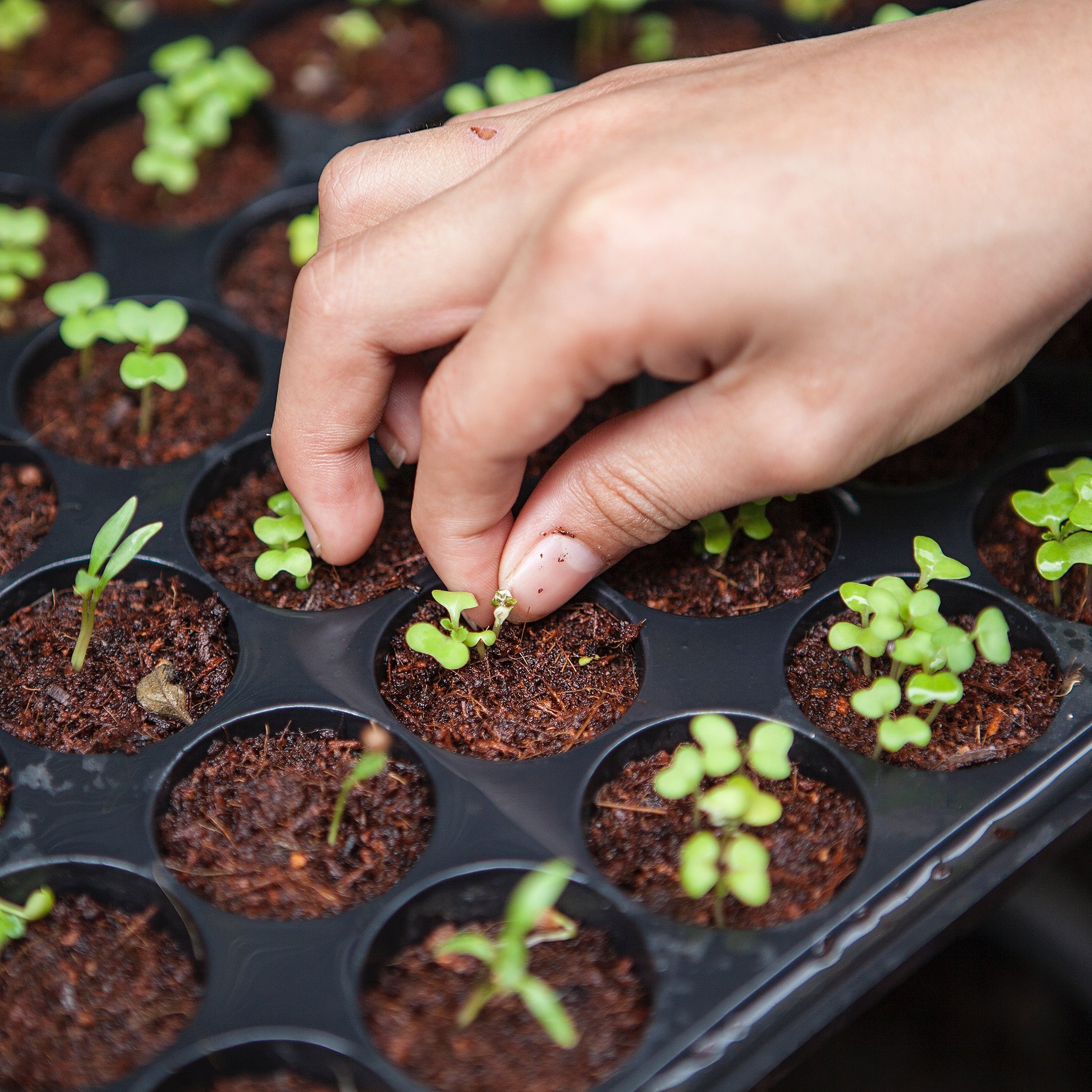 Fertile Soil Square