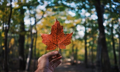 Holding a Maple leaf