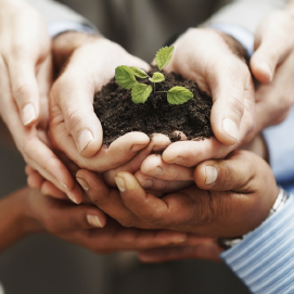 hands holding sapling