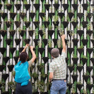 Social Capital garden-1