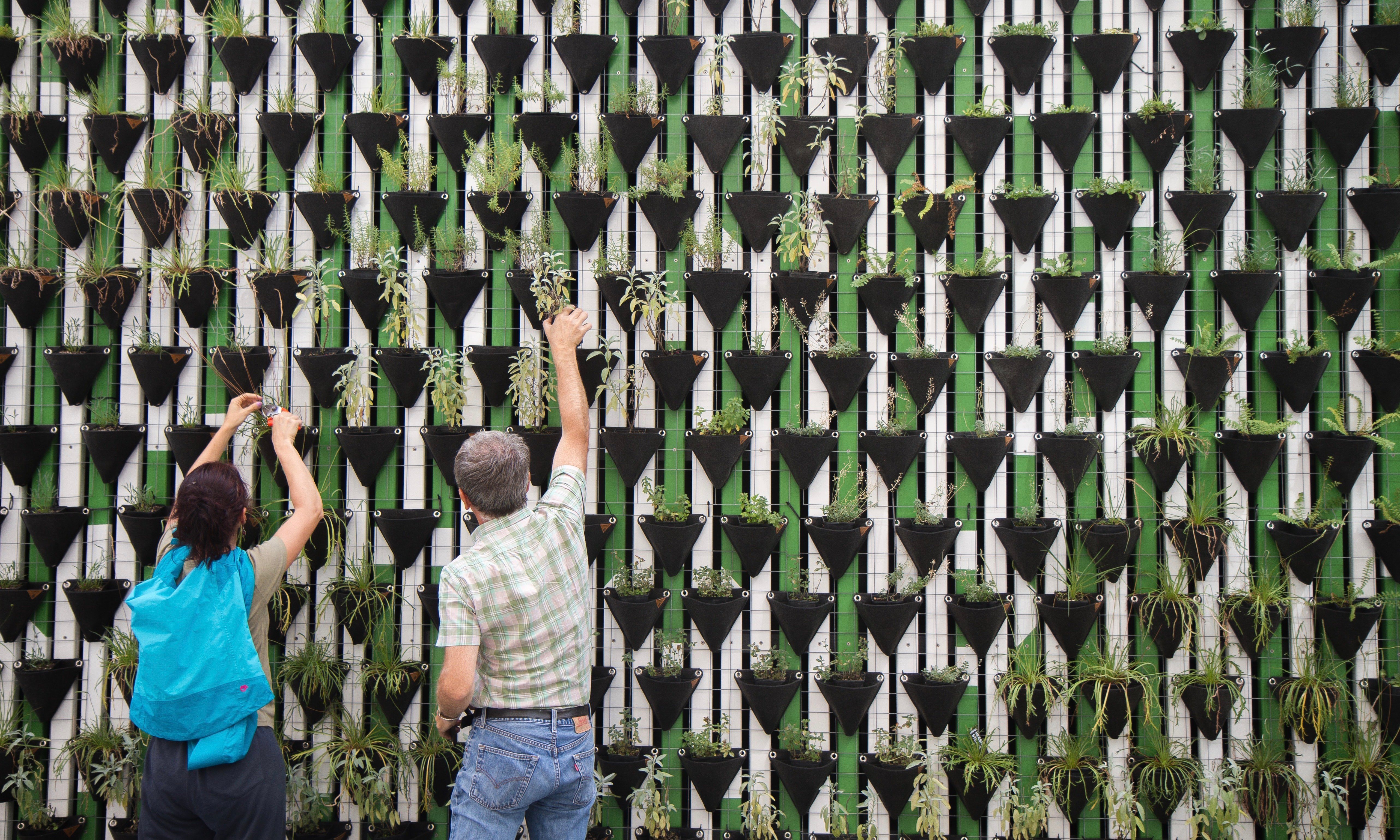 Social Capital garden
