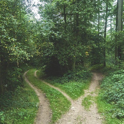 Two pathways in the forest-504973-edited