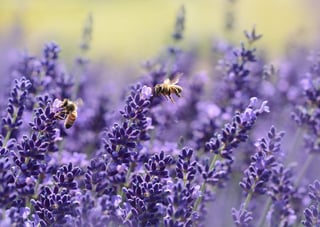 bees flower buzz.jpeg