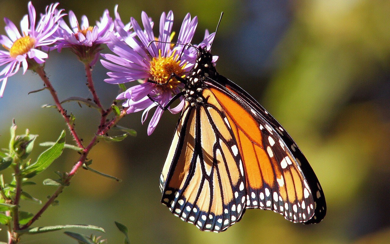 butterfly-17057_1280-1