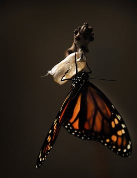 change butterfly grow transform.jpg