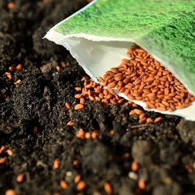 gardening_seeds-768991-edited