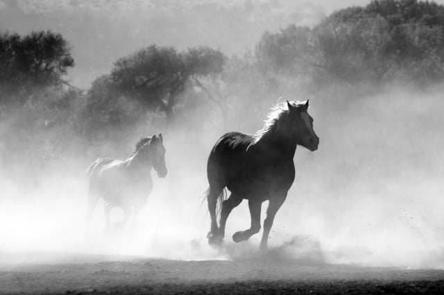 horses wild chase strong.jpeg