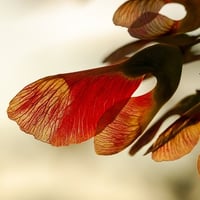 Maple keys