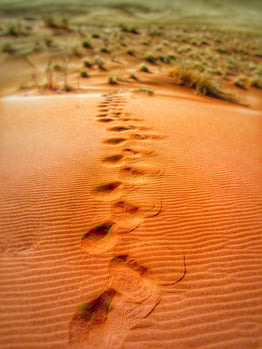 trail footstep walk explore.jpeg