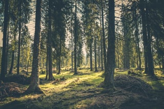 wild forest nature .jpeg