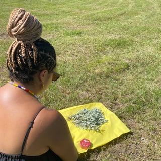 Sage harvesting