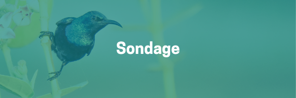 Sondage