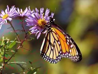 butterfly-17057_1280.jpg