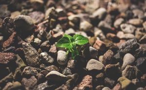 plant through rocks