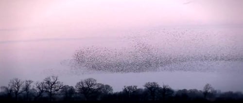 WEBINAR | Why Starlings Would be the Leaders of Collective Impact