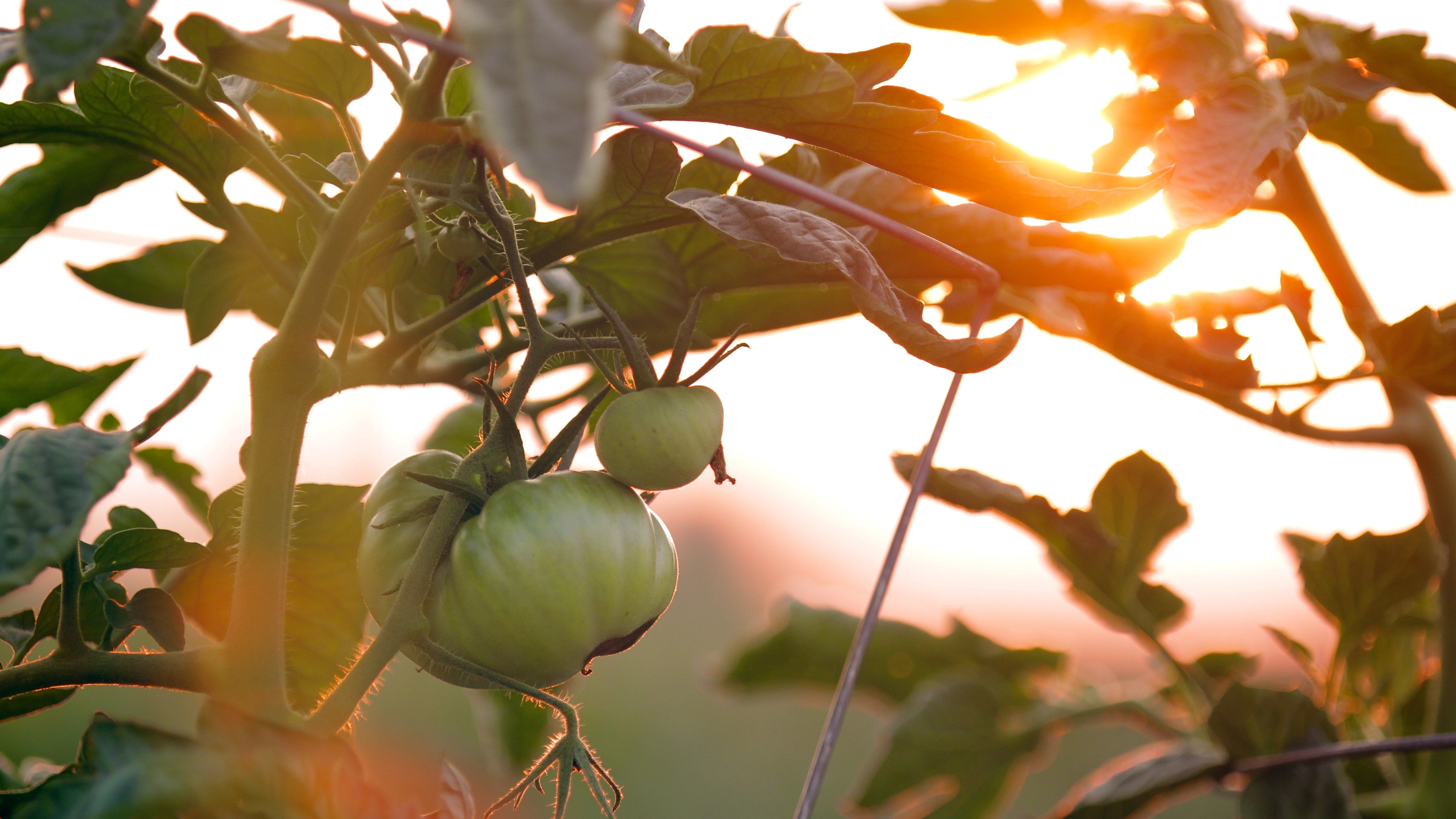 chad-stembridge-tomatoes-sunset