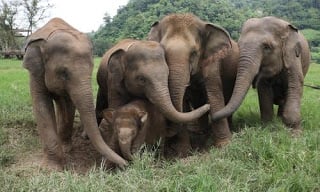 elephants