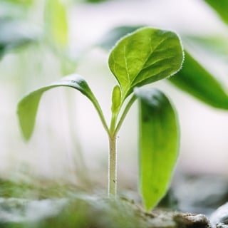 How Grassroots Groups and Community Startups Can Make Their Climate Work Sustainable