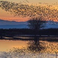 lesly-derksen-reifel-birds-delta-bc-1