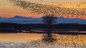 lesly-derksen-reifel-birds-delta-bc