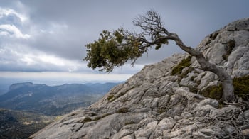 pedro-sanz-tree-mountain-spain