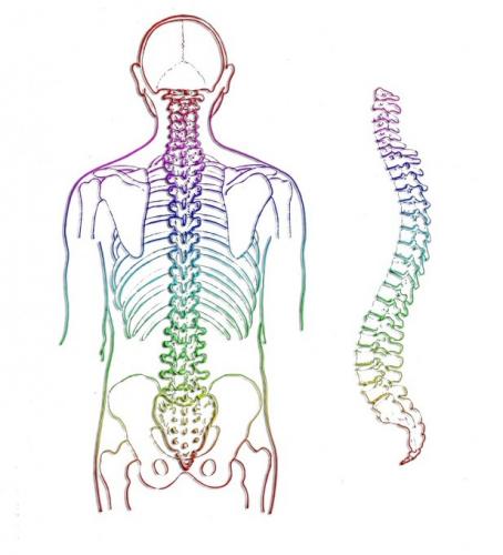 spine_2.jpg