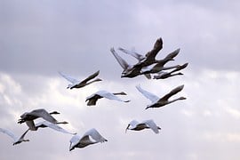 swan_flock_flight.jpg