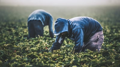 tim-mossholder-migrant-workers-california-1