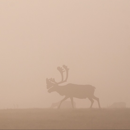 bull-caribou-open-field-early-morning-mist