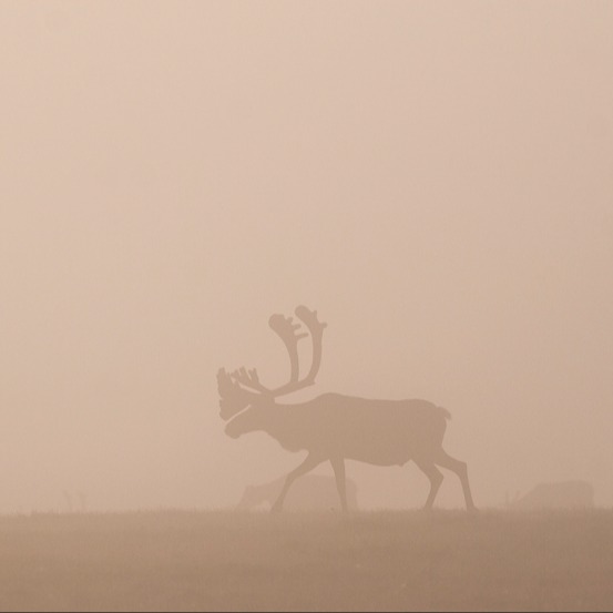 bull-caribou-open-field-early-morning-mist bull-caribou-open-field-early-morning-mist