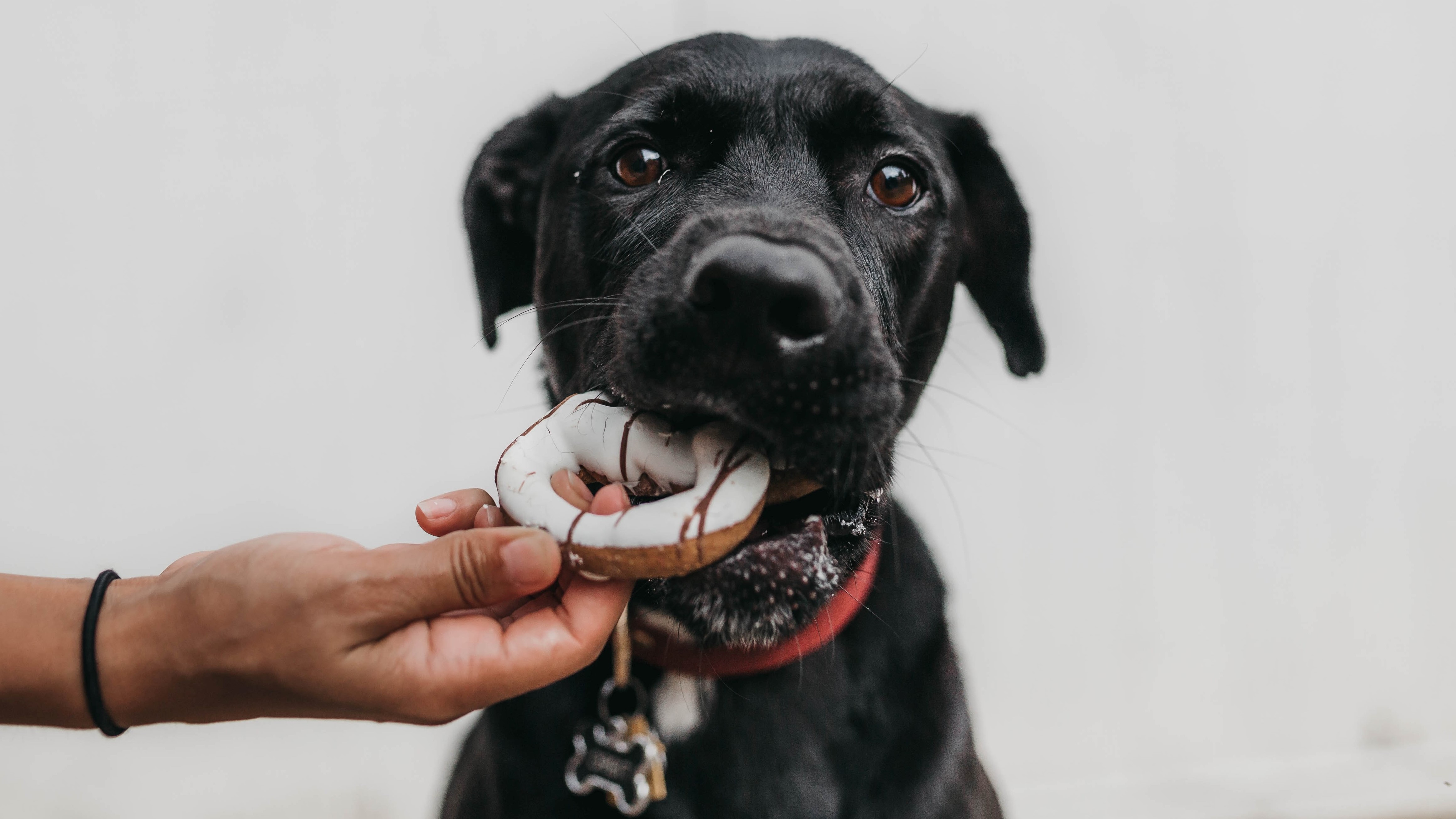 camylla-battani-dog-doughnut-cropped