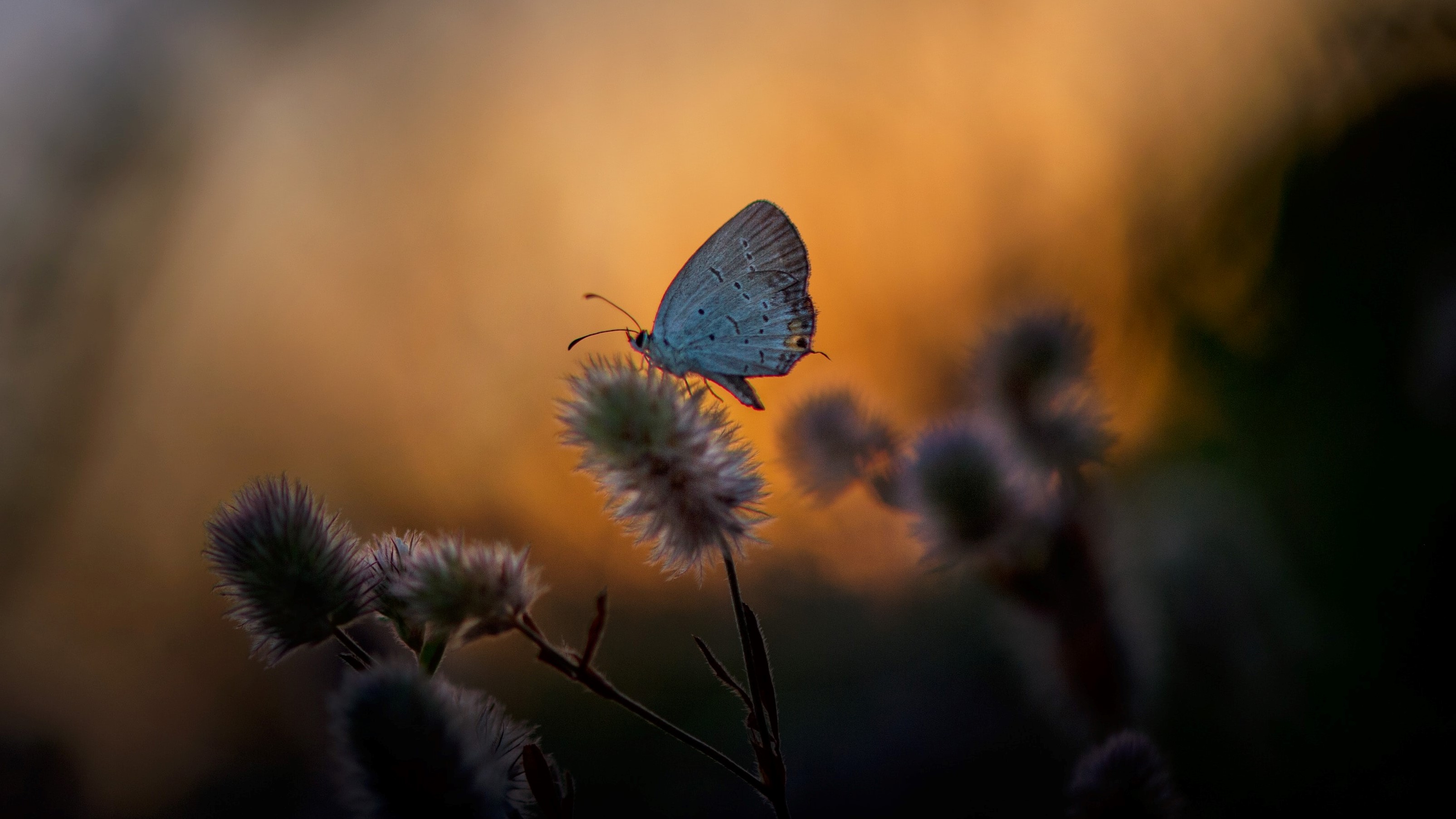 ray-hennessy-JyG9cU7vnMg-butterfly-on-thistle_cropped