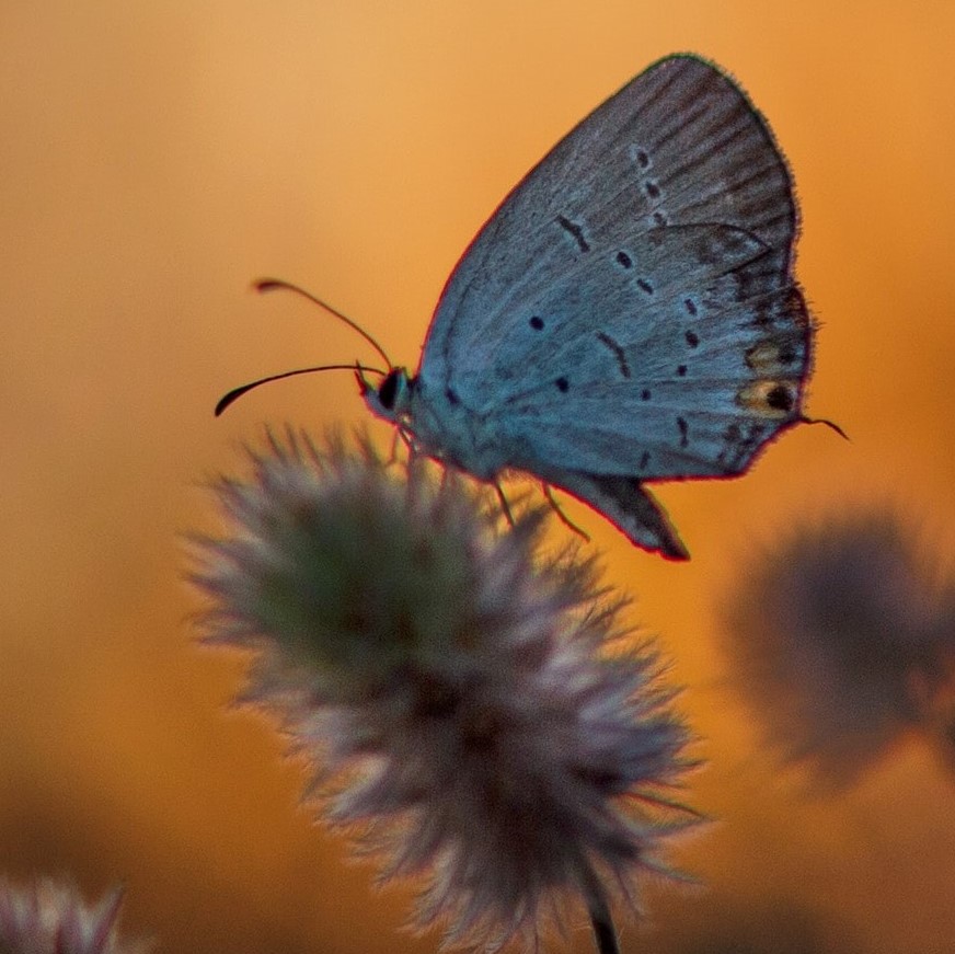 ray-hennessy-JyG9cU7vnMg-butterfly-on-thistle_square